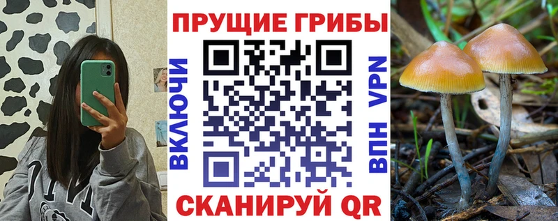 дарнет шоп  shop официальный сайт  Псилоцибиновые грибы Psilocybine cubensis  Демидов 